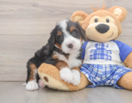 7 week old Mini Bernedoodle Puppy For Sale - Simply Southern Pups