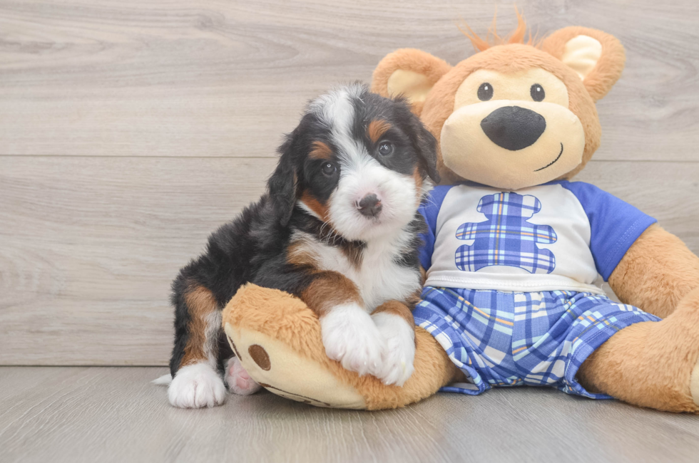 5 week old Mini Bernedoodle Puppy For Sale - Simply Southern Pups