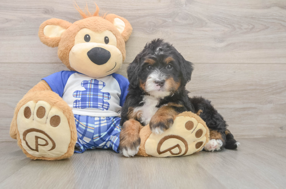 5 week old Mini Bernedoodle Puppy For Sale - Simply Southern Pups