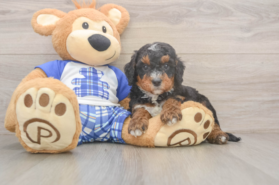 5 week old Mini Bernedoodle Puppy For Sale - Simply Southern Pups