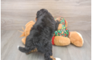 Playful Mini Bernadoodle Poodle Mix Puppy