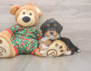 7 week old Mini Bernedoodle Puppy For Sale - Simply Southern Pups