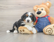 6 week old Mini Bernedoodle Puppy For Sale - Simply Southern Pups