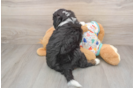 Sweet Mini Bernedoodle Baby