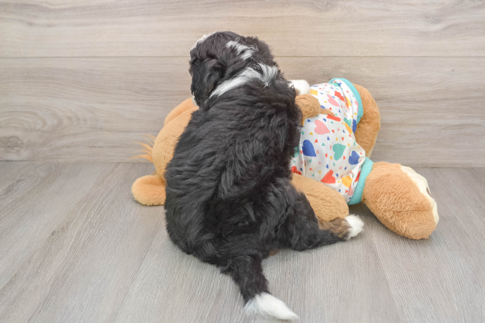 Sweet Mini Bernedoodle Baby