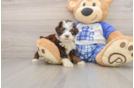 Happy Mini Bernedoodle Baby