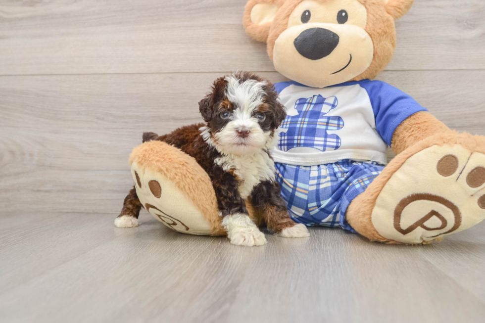 Happy Mini Bernedoodle Baby