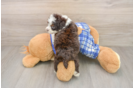 Little Mini Bernadoodle Poodle Mix Puppy