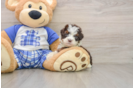 Fluffy Mini Bernedoodle Poodle Mix Pup
