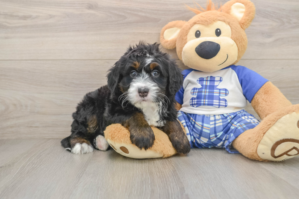 Sweet Mini Bernedoodle Baby