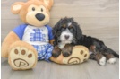 Mini Bernedoodle Pup Being Cute