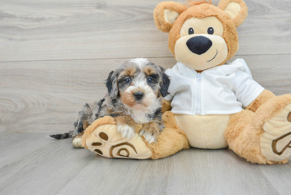 Mini Bernedoodle Puppy for Adoption