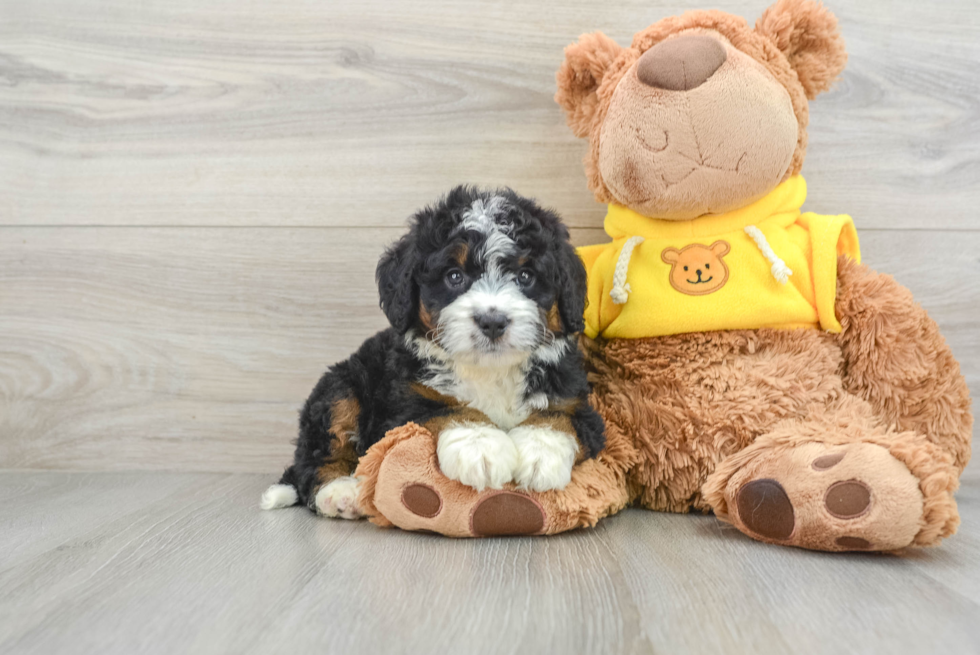 Fluffy Mini Bernedoodle Poodle Mix Pup