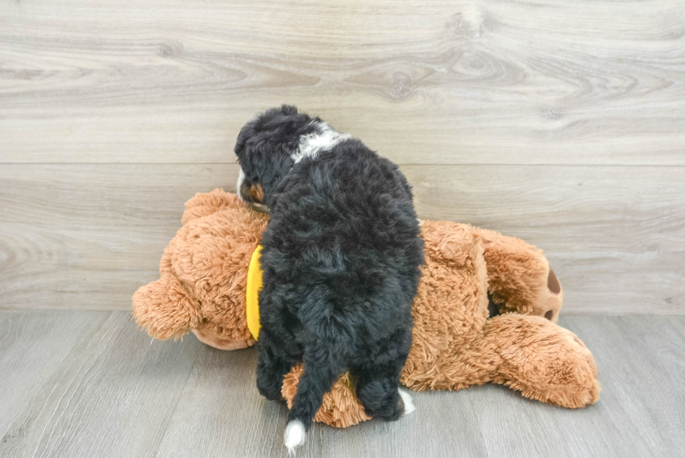 Mini Bernedoodle Puppy for Adoption