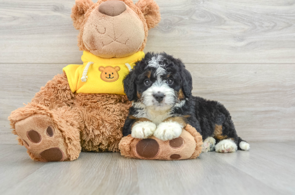 5 week old Mini Bernedoodle Puppy For Sale - Simply Southern Pups