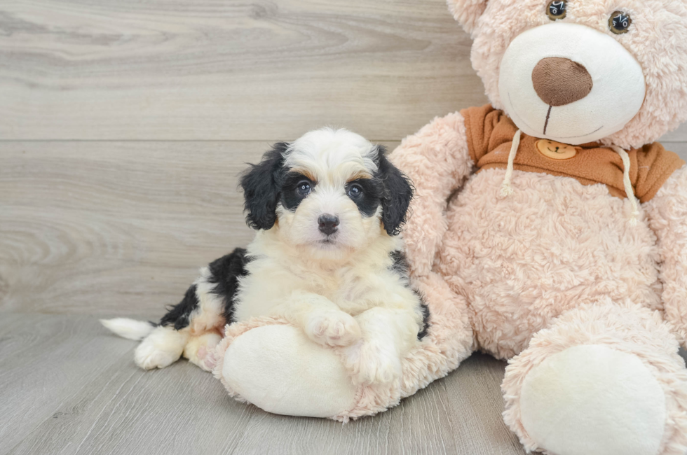 8 week old Mini Bernedoodle Puppy For Sale - Simply Southern Pups