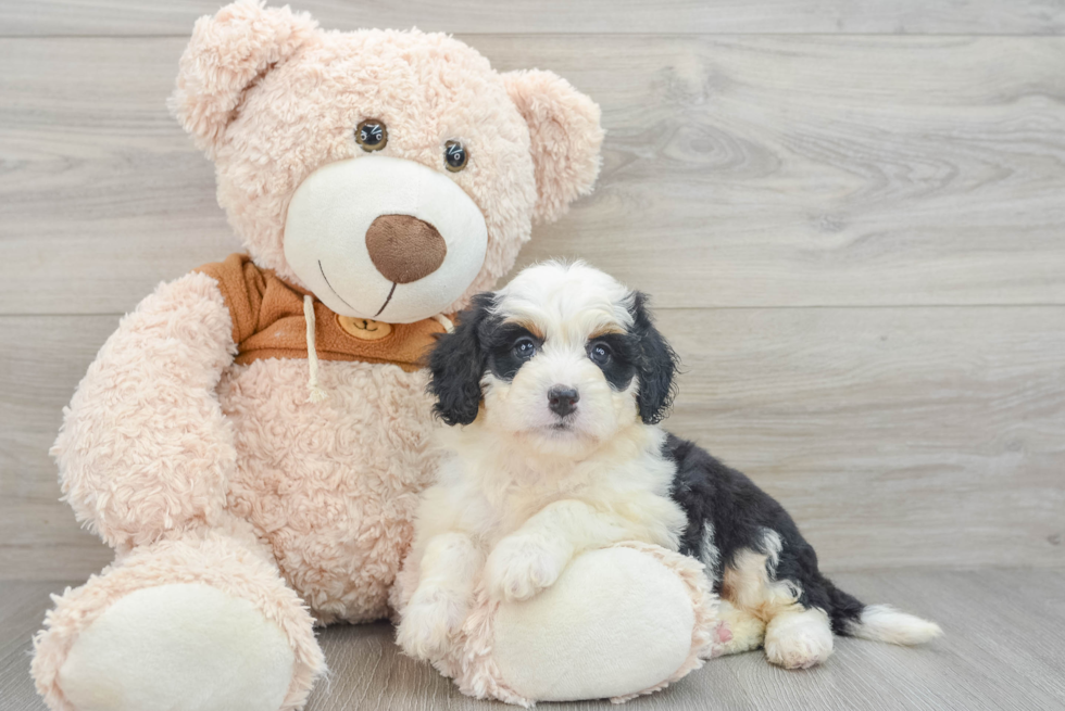 Mini Bernedoodle Pup Being Cute