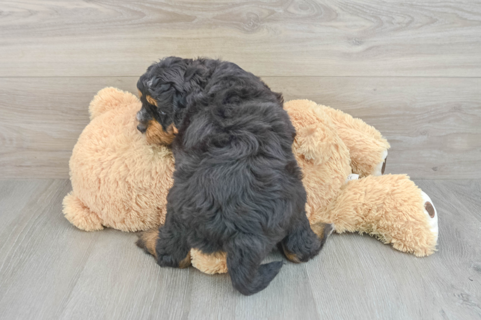 Smart Mini Bernedoodle Poodle Mix Pup