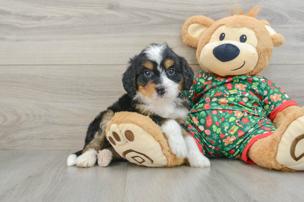 5 week old Mini Bernedoodle Puppy For Sale - Simply Southern Pups