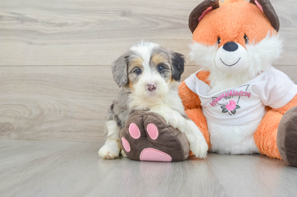 5 week old Mini Bernedoodle Puppy For Sale - Simply Southern Pups