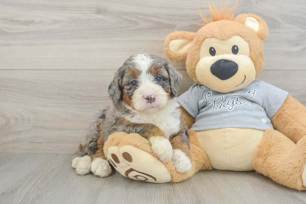 Friendly Mini Bernedoodle Baby