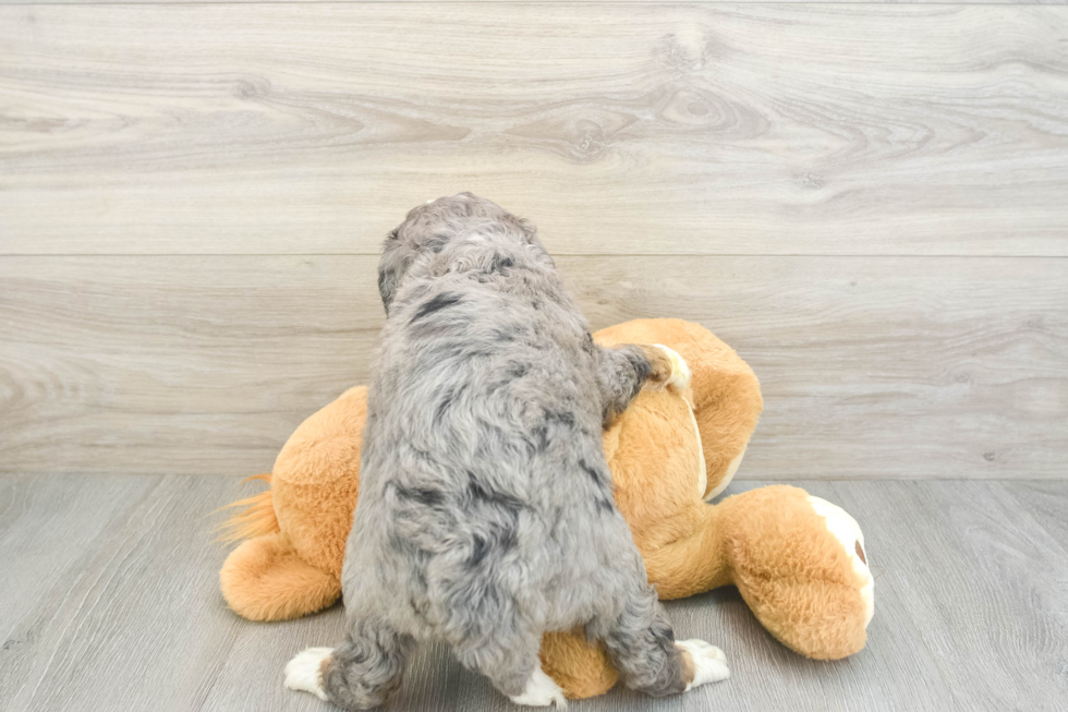 Little Mini Bernesedoodle Poodle Mix Puppy