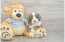 Best Mini Bernedoodle Baby