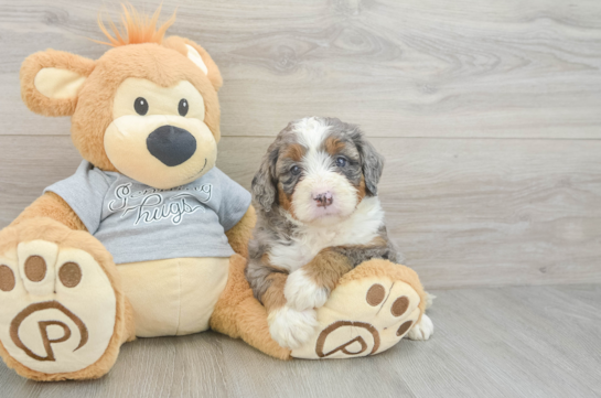 Best Mini Bernedoodle Baby