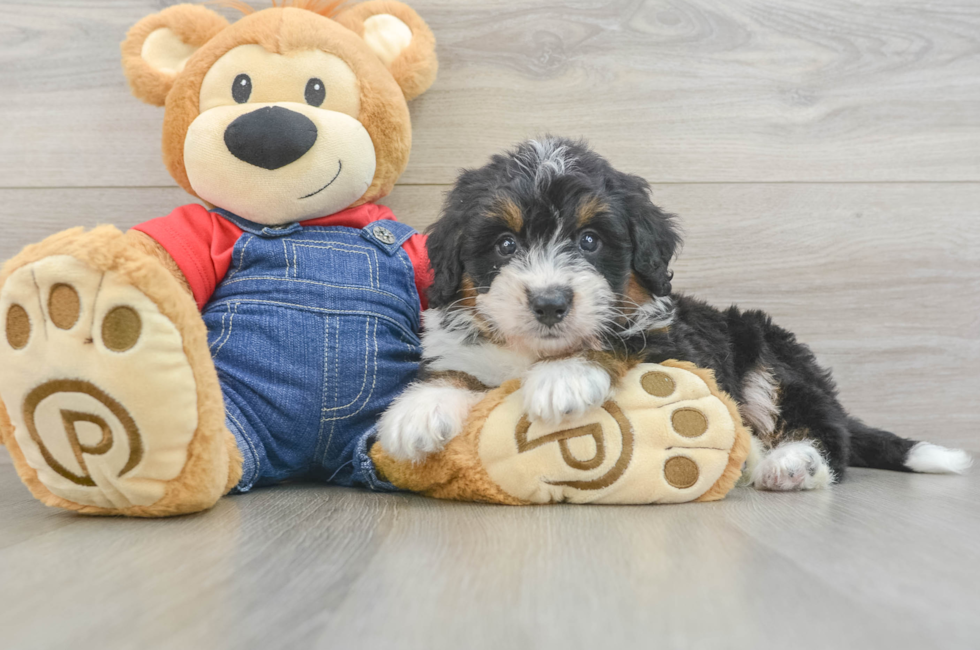 6 week old Mini Bernedoodle Puppy For Sale - Simply Southern Pups