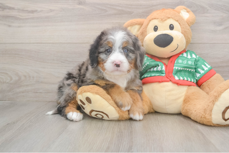 Popular Mini Bernedoodle Poodle Mix Pup