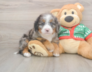 6 week old Mini Bernedoodle Puppy For Sale - Simply Southern Pups