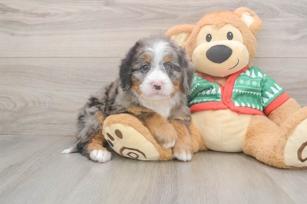 5 week old Mini Bernedoodle Puppy For Sale - Simply Southern Pups