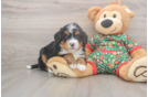 Mini Bernedoodle Puppy for Adoption