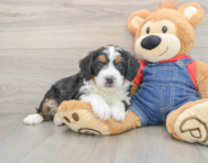 6 week old Mini Bernedoodle Puppy For Sale - Simply Southern Pups
