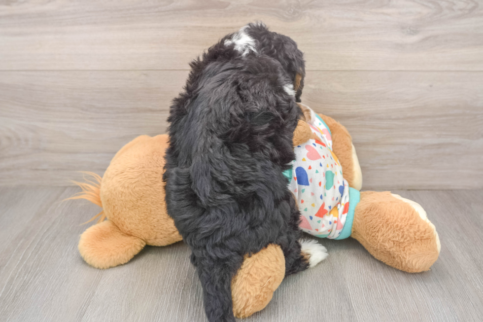Mini Bernedoodle Puppy for Adoption