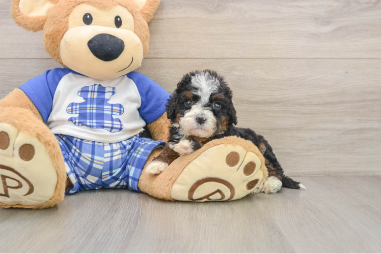 Cute Mini Bernedoodle Baby
