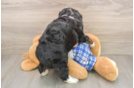 Mini Bernedoodle Pup Being Cute