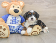 6 week old Mini Bernedoodle Puppy For Sale - Simply Southern Pups