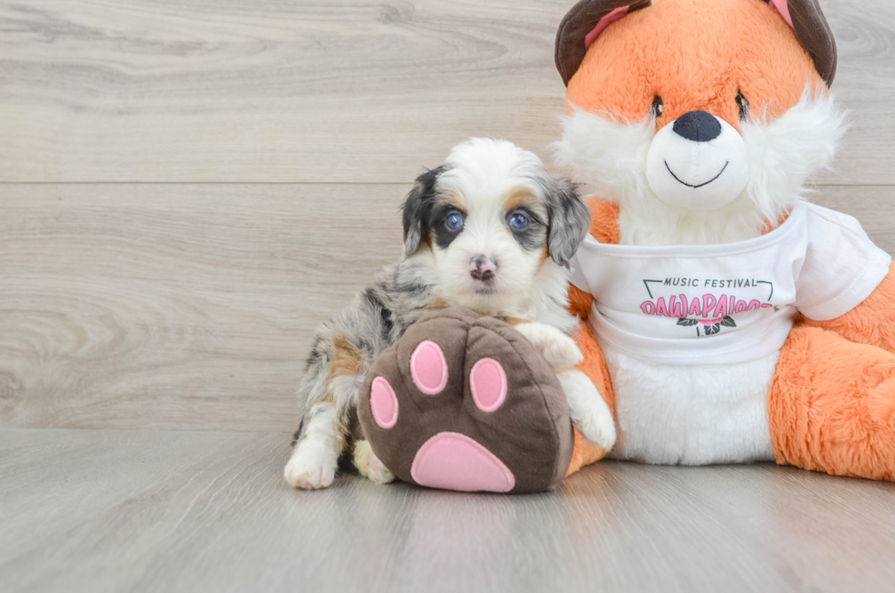 5 week old Mini Bernedoodle Puppy For Sale - Simply Southern Pups