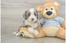 Popular Mini Bernedoodle Poodle Mix Pup