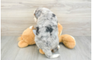 Cute Mini Bernedoodle Baby