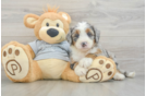 Playful Mini Bernese Poodle Poodle Mix Puppy