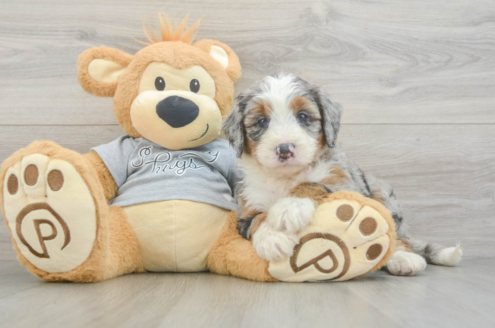 5 week old Mini Bernedoodle Puppy For Sale - Simply Southern Pups