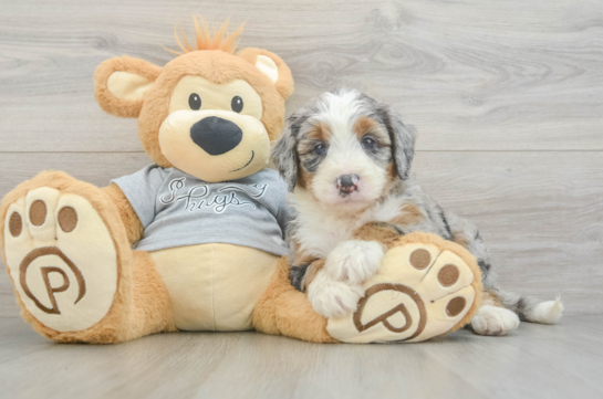 Playful Mini Bernese Poodle Poodle Mix Puppy