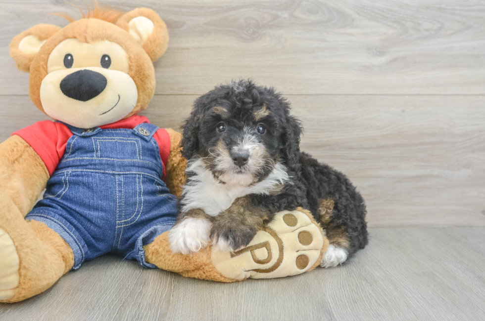 6 week old Mini Bernedoodle Puppy For Sale - Simply Southern Pups