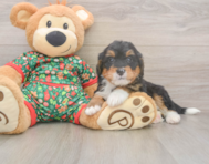 7 week old Mini Bernedoodle Puppy For Sale - Simply Southern Pups