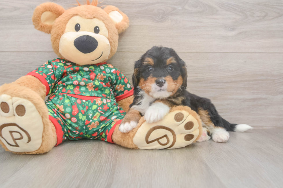 6 week old Mini Bernedoodle Puppy For Sale - Simply Southern Pups