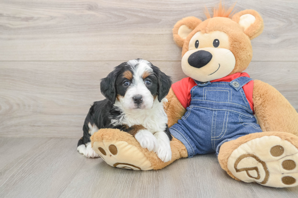 Mini Bernedoodle Puppy for Adoption