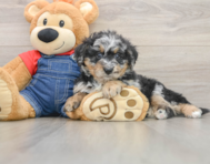 7 week old Mini Bernedoodle Puppy For Sale - Simply Southern Pups