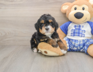 6 week old Mini Bernedoodle Puppy For Sale - Simply Southern Pups